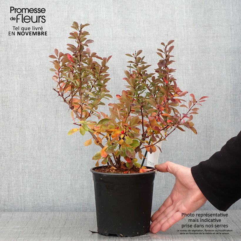 Esemplare di Berberis thunbergii Red Rocket - Crespino giapponese Vaso da 2L/3L come consegnato in autunno