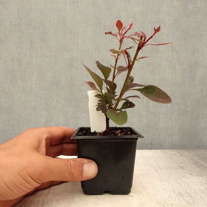 Esemplare di Berberis thunbergii Rosy Glow - Crespino giapponese Vasetto da 8/9 cm consegnato in estate