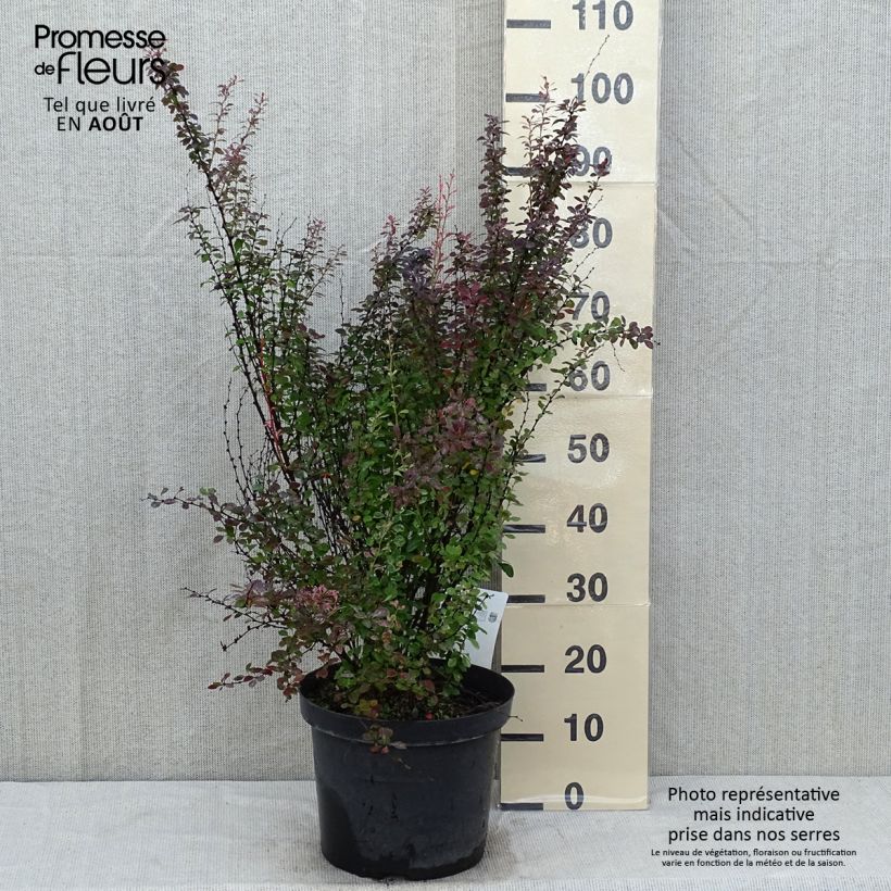 Esemplare di Berberis thunbergii Rosy Rocket - Crespino giapponese Vaso da 7,5L/10L consegnato in estate
