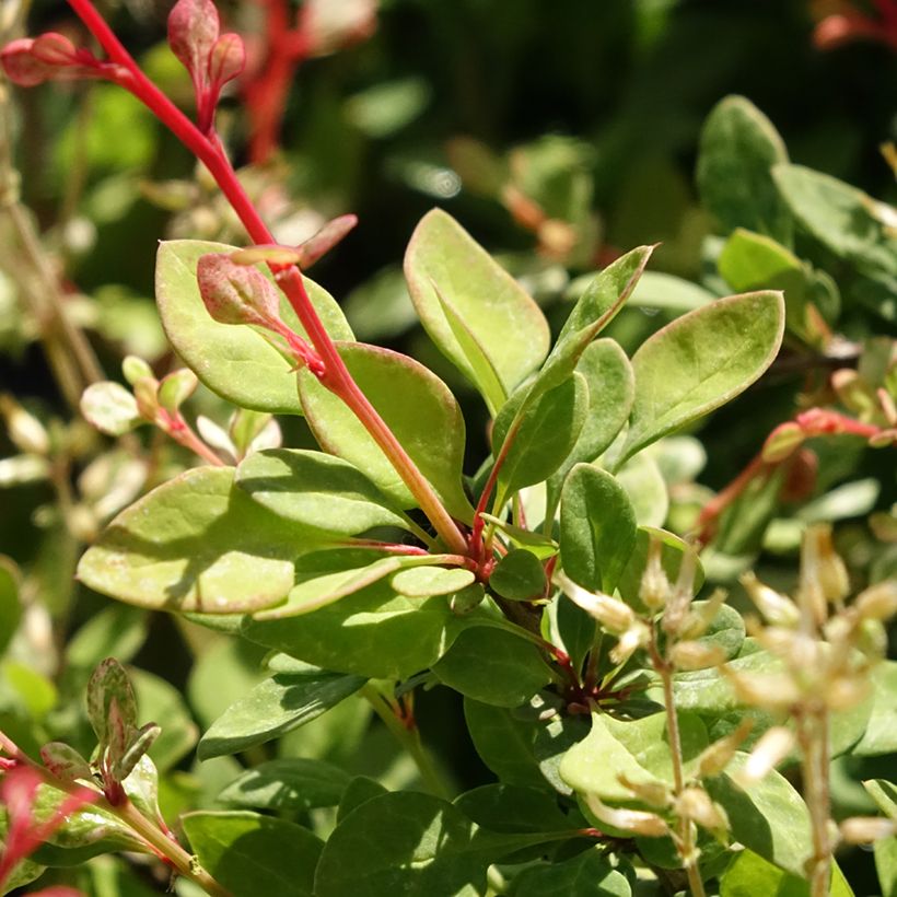 Berberis thunbergii Silver Beauty - Crespino giapponese (Fogliame)
