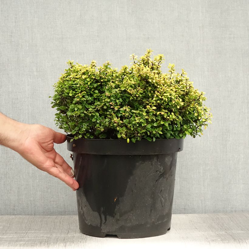 Esemplare di Berberis thunbergii Tiny Gold - Crespino giapponese Vaso da 7,5L/10L consegnato in estate