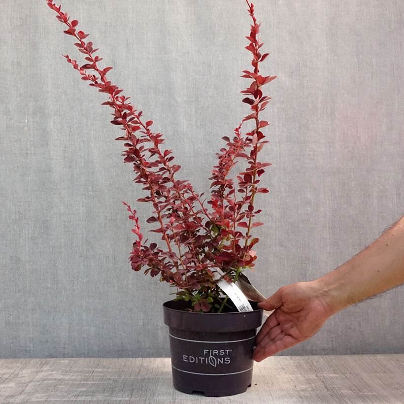Esemplare di Berberis thunbergii Toscana - Crespino giapponese Vaso da 2L/3L consegnato in estate