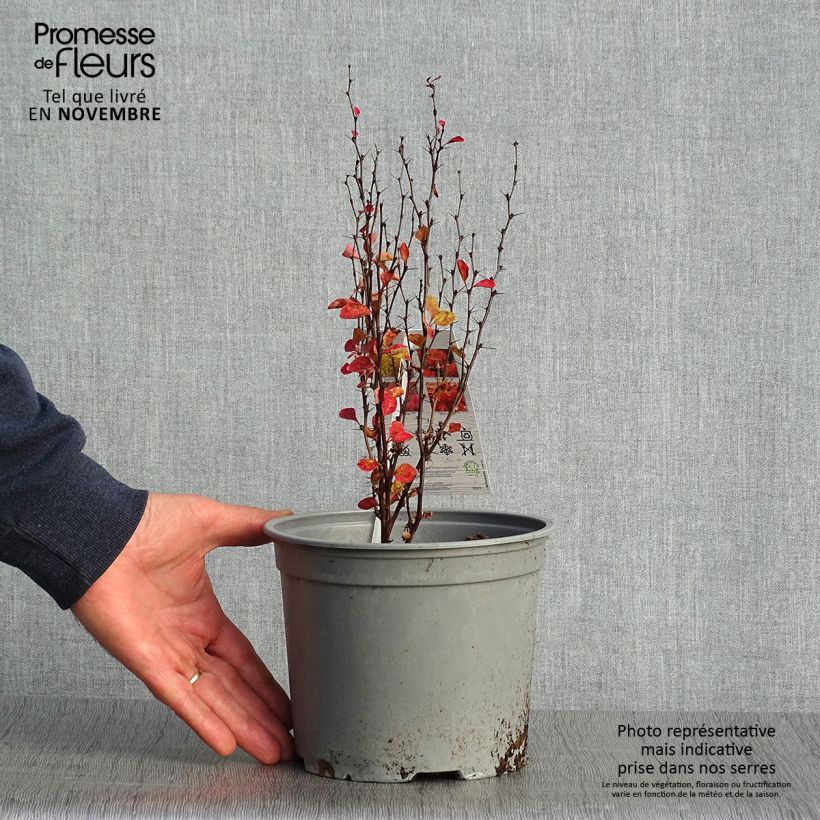 Esemplare di Berberis thunbergii Orange Ice - Crespino giapponese Vaso da 2L/3L come consegnato in autunno