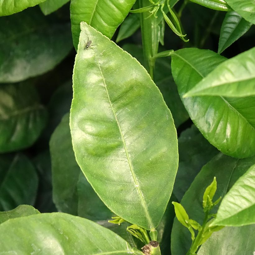 Citrus bergamia - Bergamotto (Fogliame)