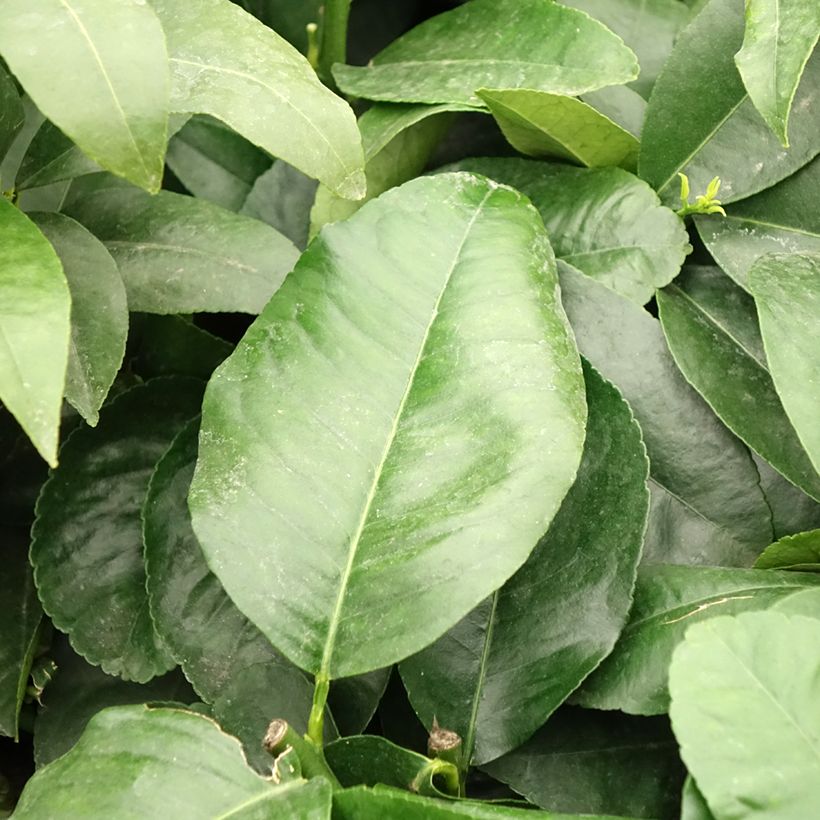 Citrus bergamia - Bergamotto (Fogliame)