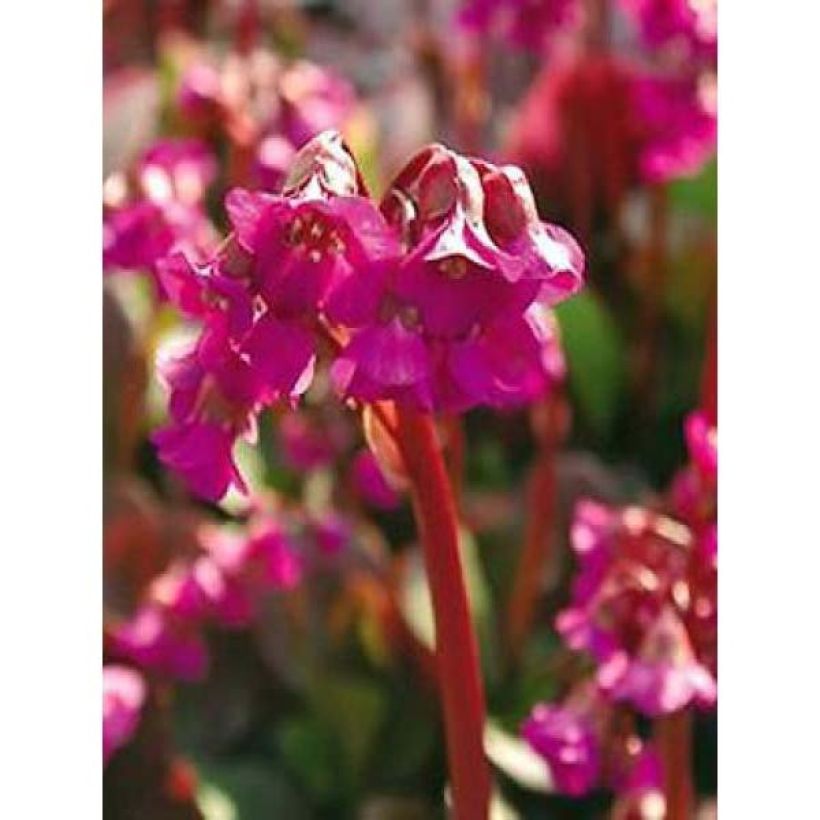 Bergenia cordifolia Eroïca (Fioritura)