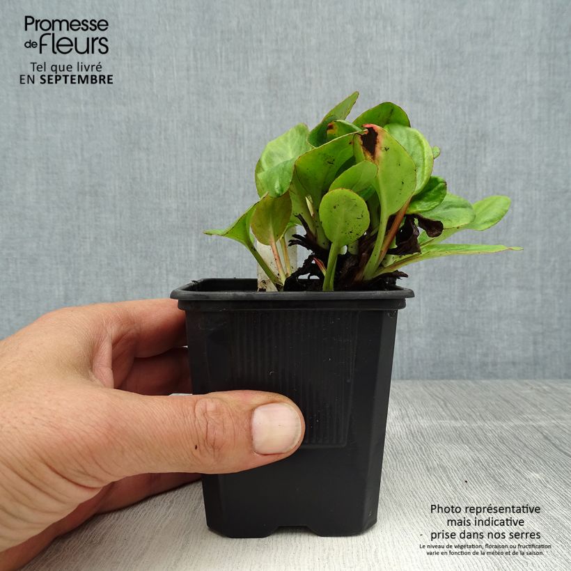 Esemplare di Bergenia Bartok Vasetto da 8/9 cm consegnato in estate