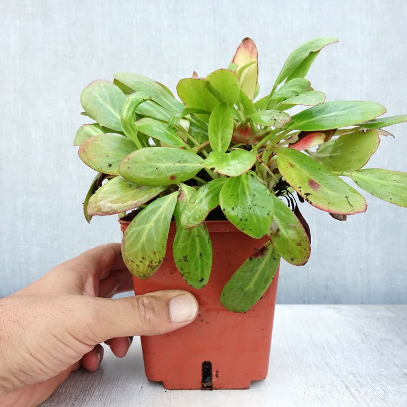 Esemplare di Bergenia cordifolia Silberlicht Vaso da 1L/1,5L consegnato in estate
