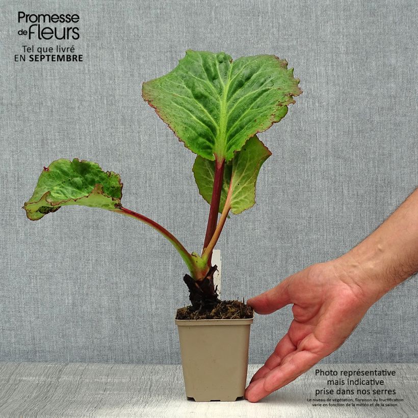 Esemplare di Bergenia Eden's Magic Giant Vasetto da 8/9 cm consegnato in estate