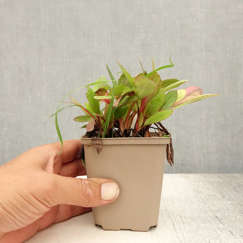 Esemplare di Bergenia Flirt Vasetto da 8/9 cm consegnato in estate