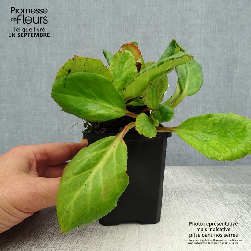 Esemplare di Bergenia Abendglut Vasetto da 8/9 cm consegnato in estate