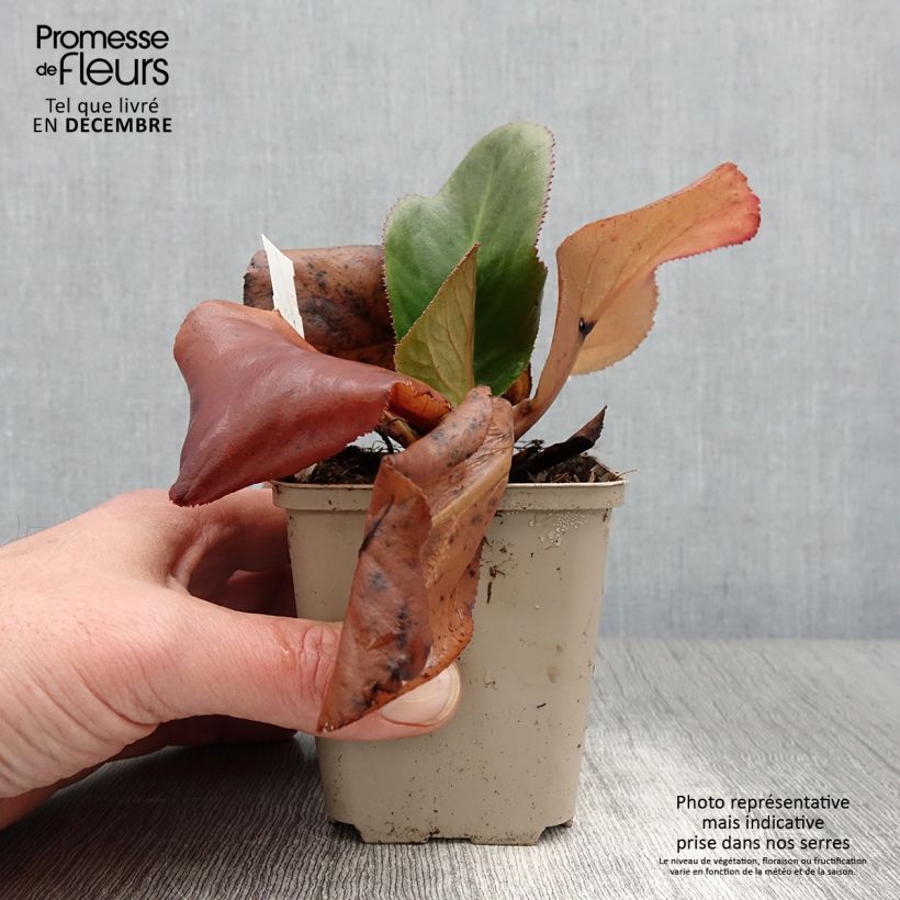 Esemplare di Bergenia stracheyi Ice Queen Vasetto da 8/9 cm come consegnato in autunno
