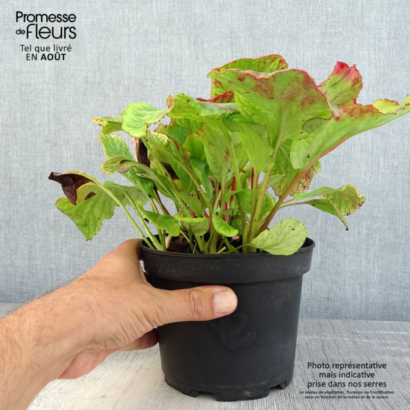 Esemplare di Bergenia cordifolia Morgenrote Vaso da 2L/3L consegnato in estate