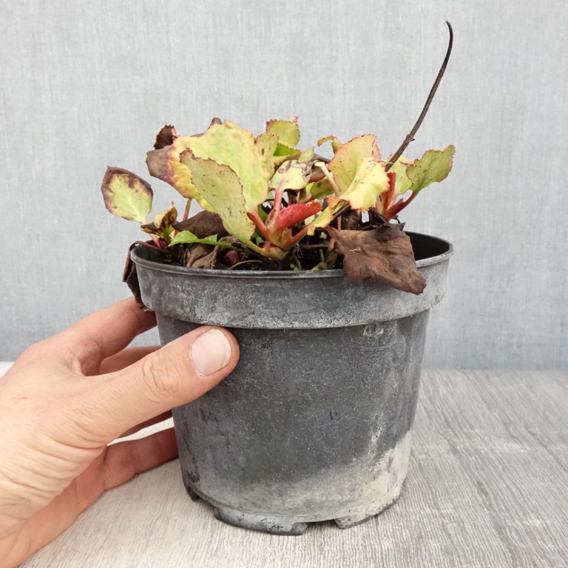 Bergenia cordifolia Morgenrote Vaso da 2L/3L esemplare consegnato in primavera