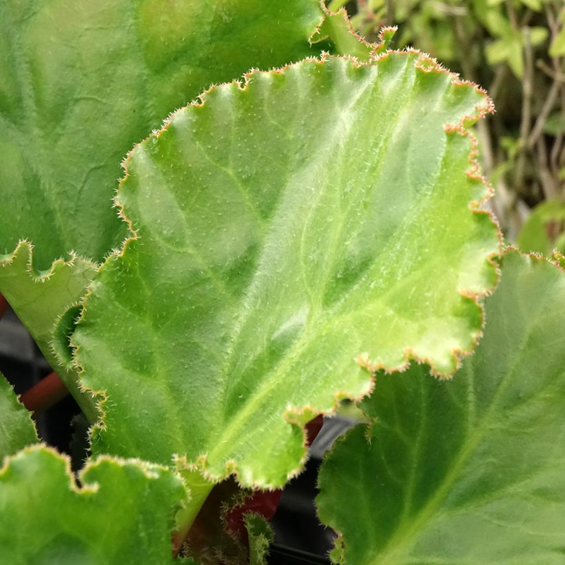 Bergenia Ripple Effect (Fogliame)