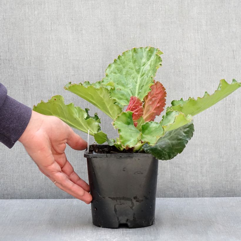 Bergenia Ripple Effect Vaso da 2L/3L esemplare consegnato in primavera