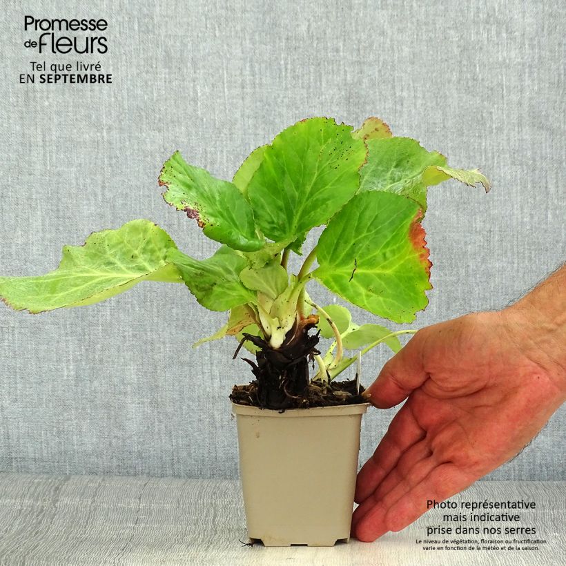 Esemplare di Bergenia schmidtii Vasetto da 8/9 cm consegnato in estate