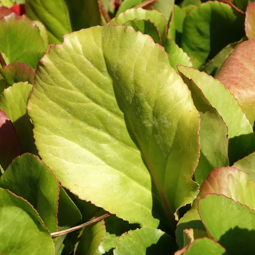 Bergenia Winterglut (Fogliame)