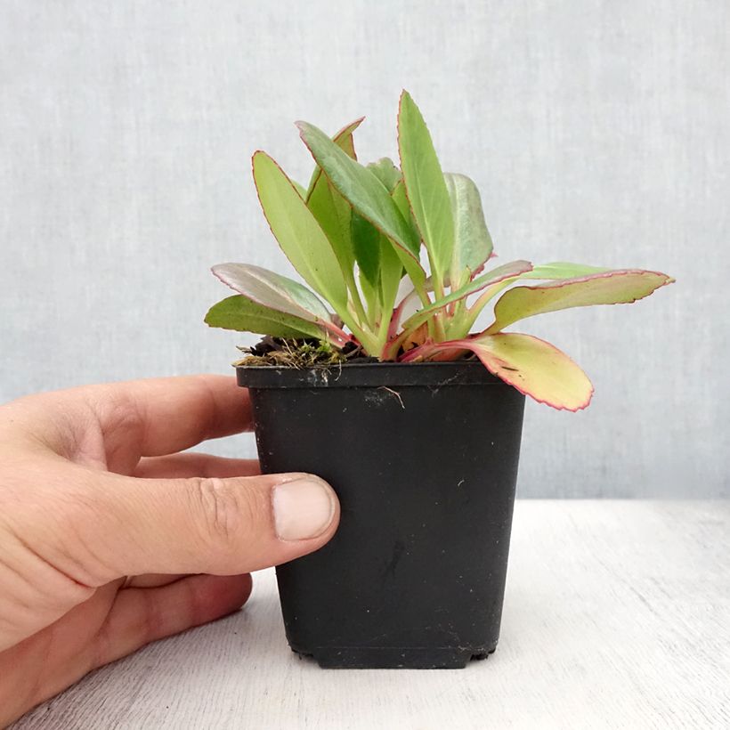 Esemplare di Bergenia Wintermarchen Vasetto da 8/9 cm consegnato in estate