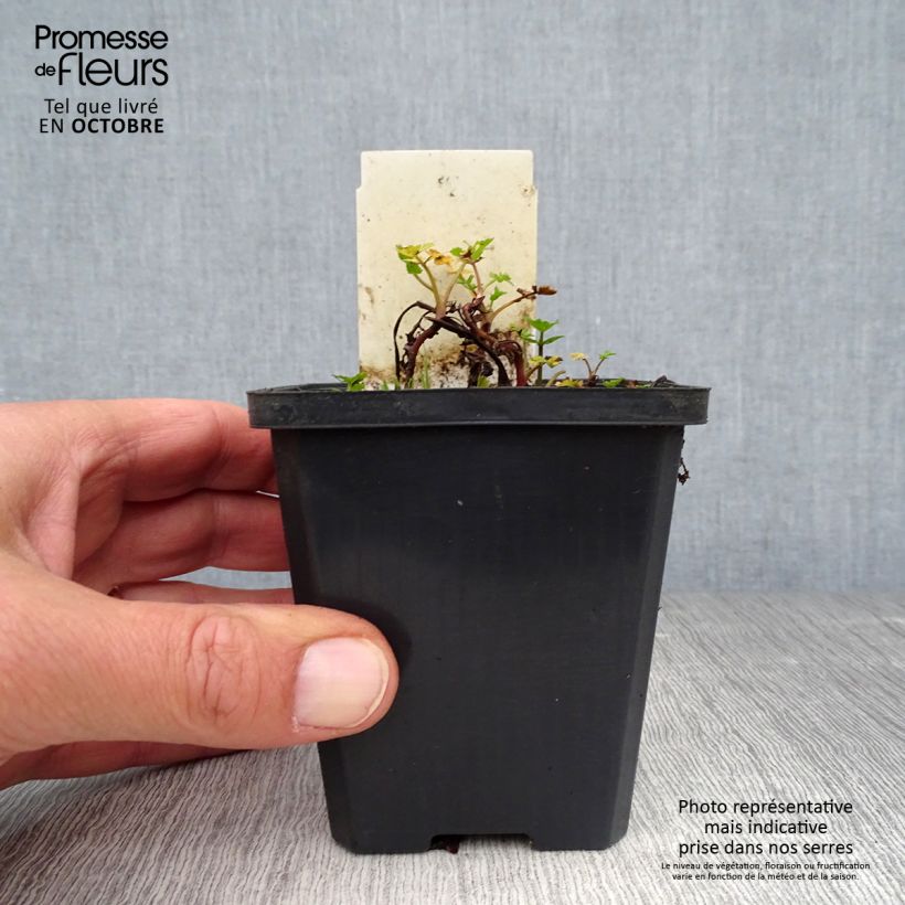 Esemplare di Berula erecta - Sedanina d’acqua Vasetto da 8/9 cm come consegnato in autunno