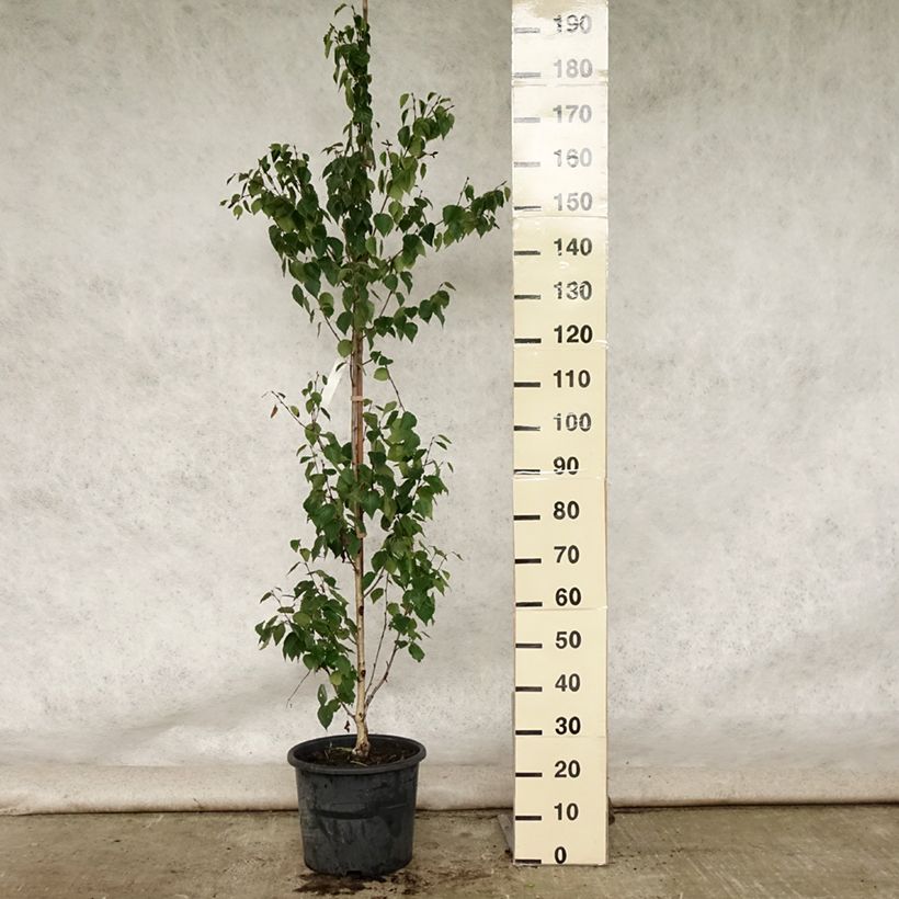 Esemplare di Betula ermanii Holland - Betulla Vaso da 12L/15L consegnato in estate