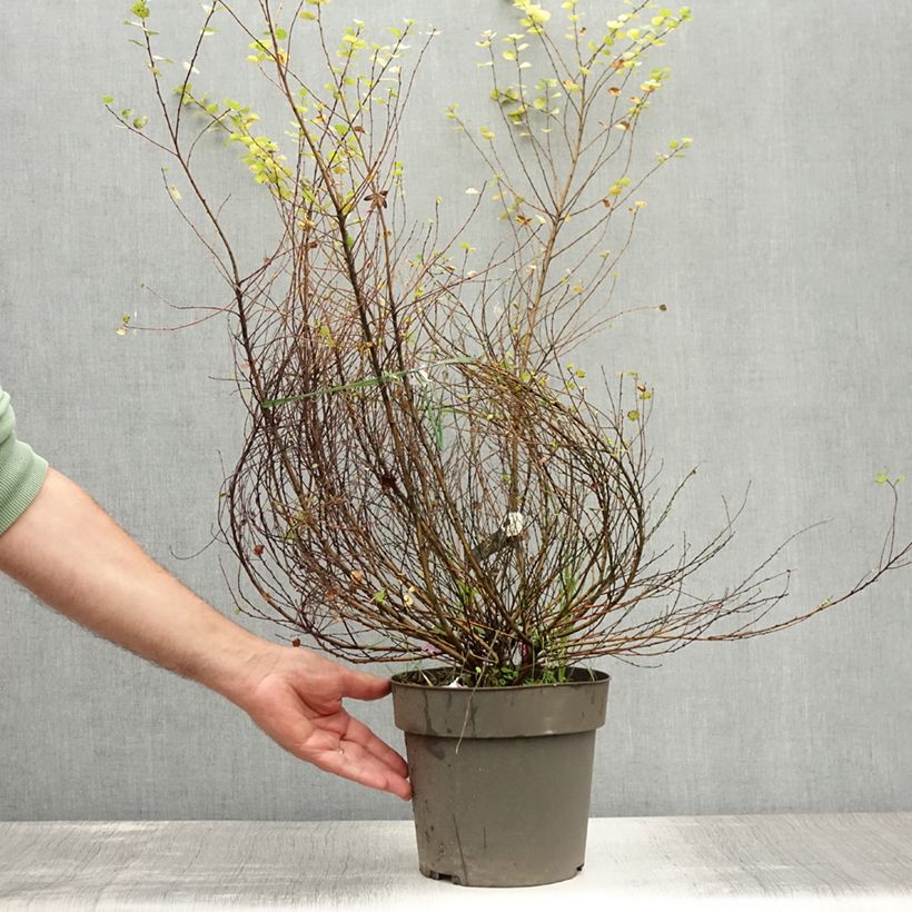 Esemplare di Betula nana Golden Treasure - Betulla nana Vaso da 3L/4L consegnato in estate