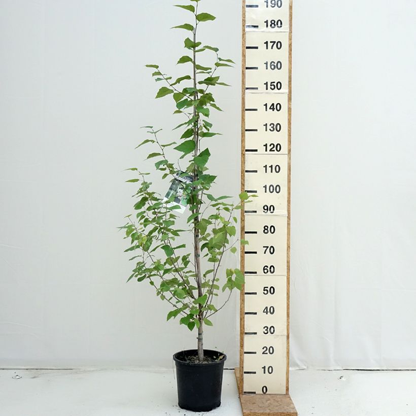 Esemplare di Betula papyrifera - Betulla da carta Vaso da 7,5L/10L consegnato in estate