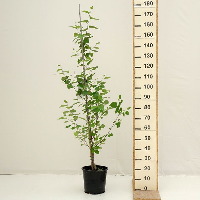 Betula papyrifera - Betulla da carta Vaso da 7,5L/10L esemplare consegnato in primavera