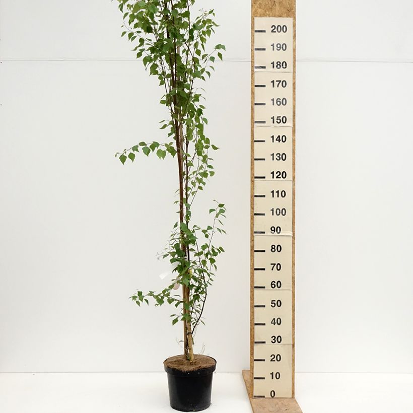 Betula pendula Fastigiata - Betulla bianca Vaso da 7,5L/10L esemplare consegnato in primavera
