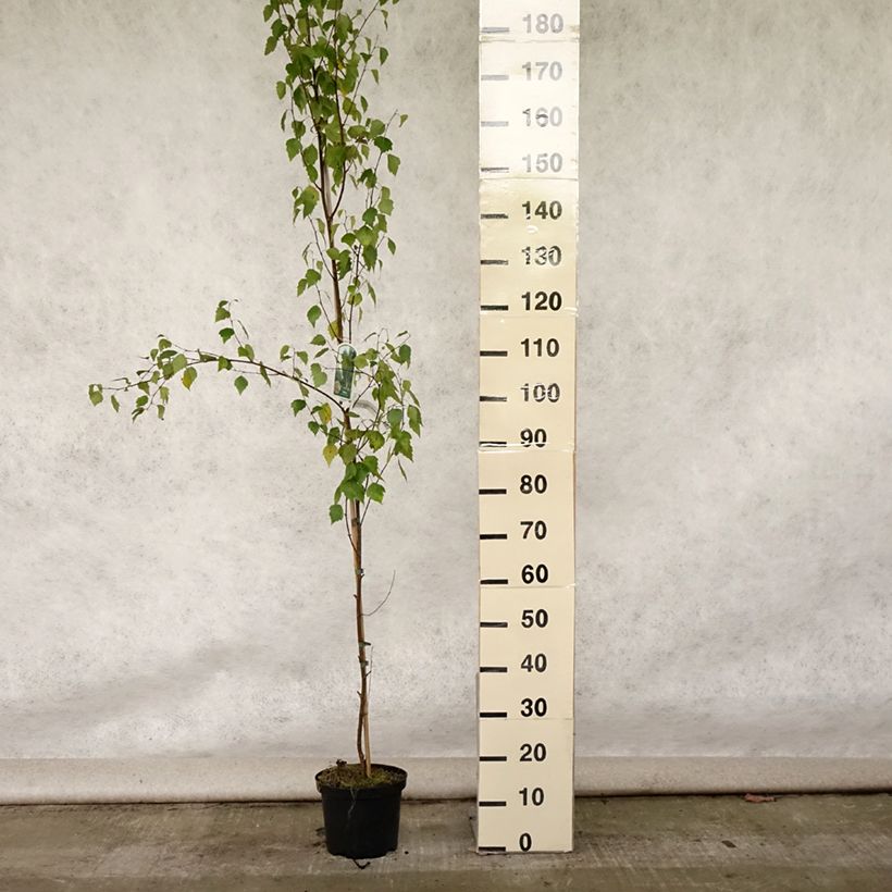 Esemplare di Betula pendula Fastigiata - Betulla bianca Vaso da 3L/4L consegnato in estate