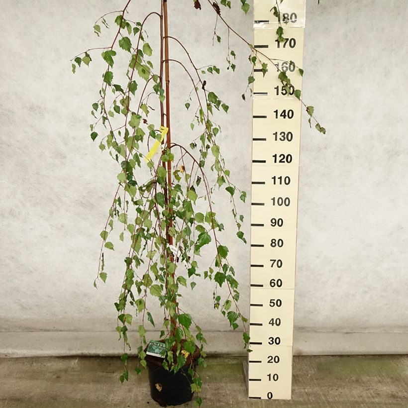 Esemplare di Betula pendula Youngii - Betulla bianca Vaso da 7,5L/10L consegnato in estate