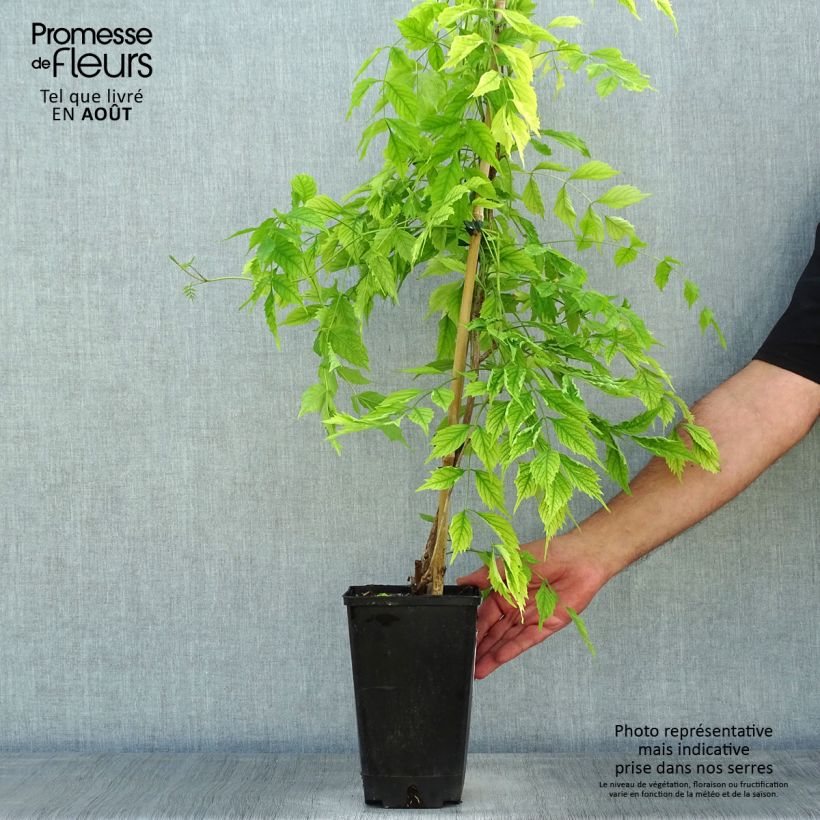Esemplare di Campsis radicans Atropurpurea - Bignonia Vaso da 2L/3L consegnato in estate