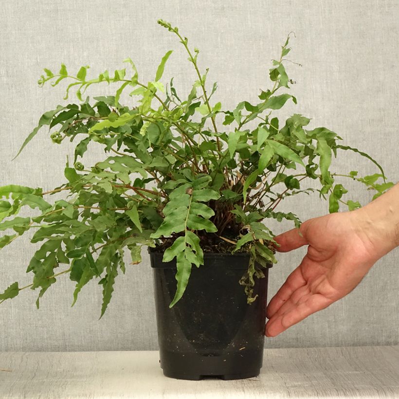 Esemplare di Blechnum novae-zelandiae - Felce foglia di palma Vaso da 3L/4L consegnato in estate