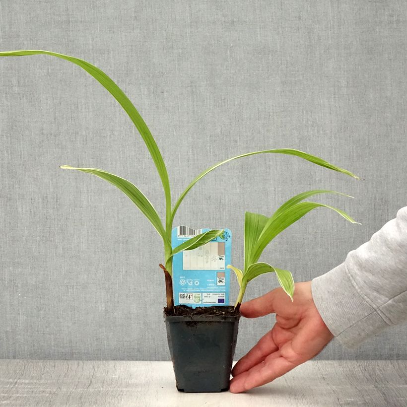 Esemplare di Bletilla striata Alba Vasetto da 8/9 cm taglia I consegnato in estate