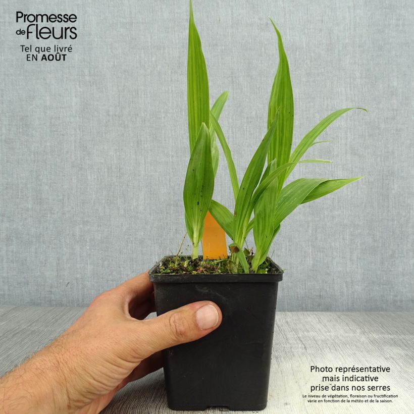 Esemplare di Bletilla striata Alba Vaso da 1L/1,5L consegnato in estate