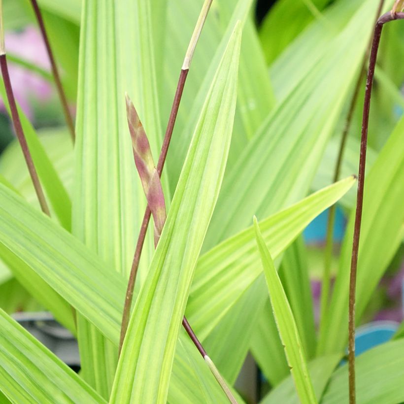 Bletilla striata - Orchidée jacinthe (Fogliame)