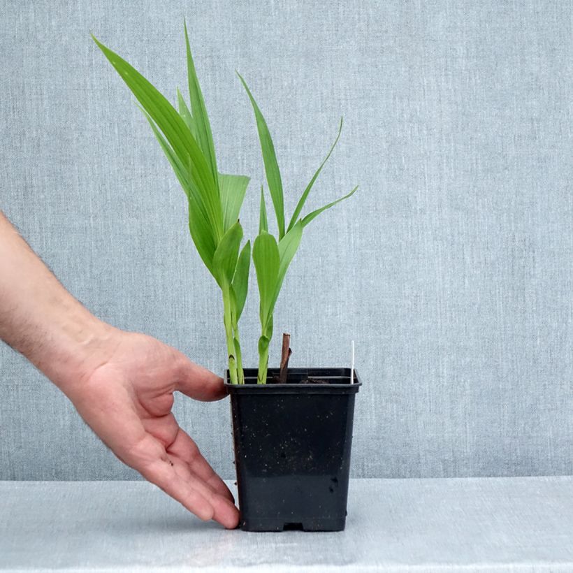 Esemplare di Bletilla striata Purple Vasetto da 8/9 cm consegnato in estate