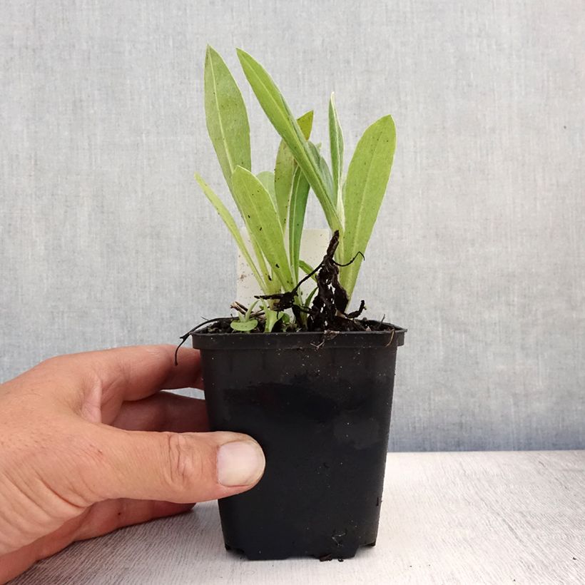 Esemplare di Centaurea montana Coerulea - Fiordaliso montano Vasetto da 8/9 cm consegnato in estate