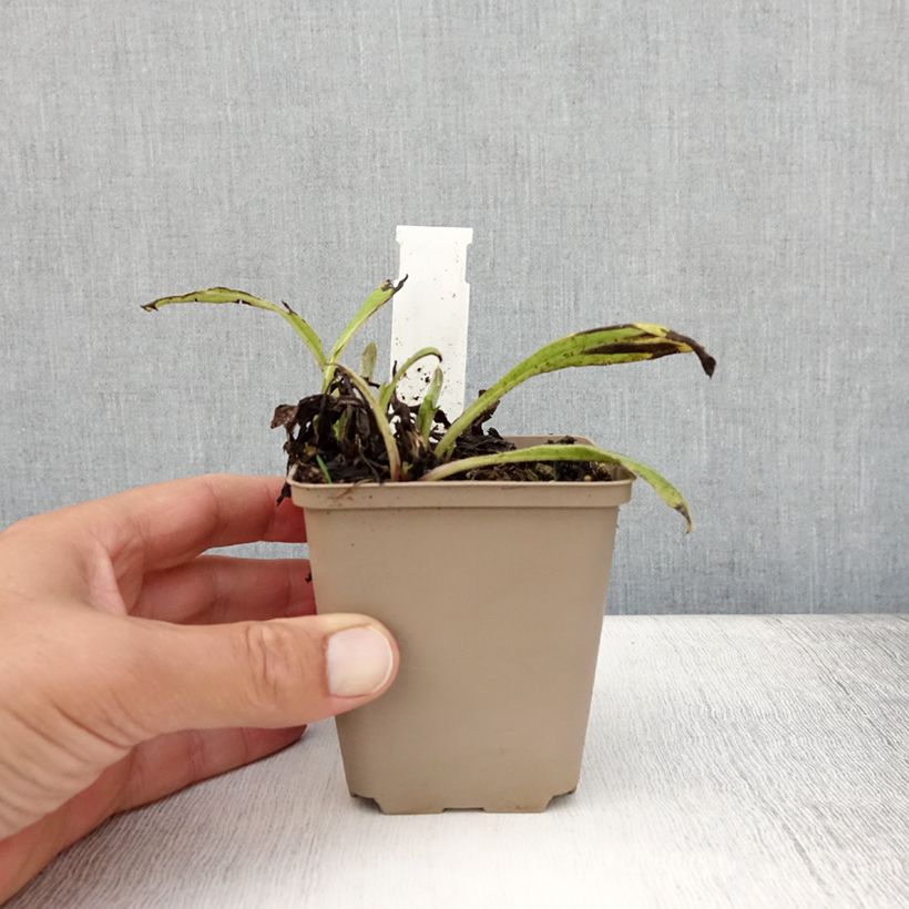 Esemplare di Centaurea montana Black Sprite - Fiordaliso montano Vasetto da 8/9 cm consegnato in estate