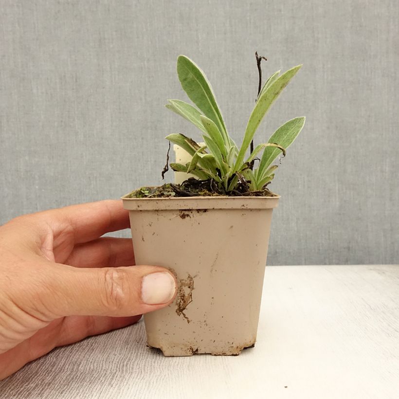 Esemplare di Centaurea montana Jordy - Fiordaliso montano Vasetto da 8/9 cm consegnato in estate