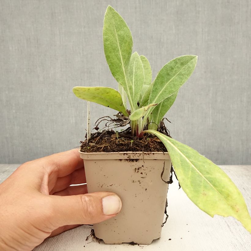 Esemplare di Centaurea montana Carnea - Fiordaliso montano Vasetto da 8/9 cm consegnato in estate