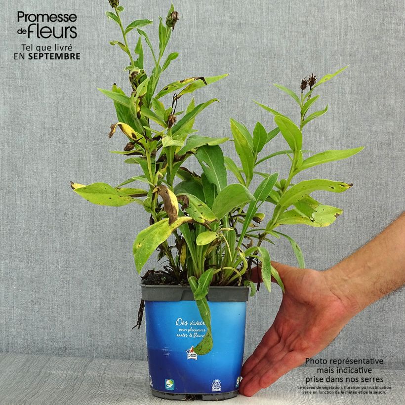 Esemplare di Centaurea montana Sulphurea - Fiordaliso montano Vaso da 2L/3L consegnato in estate