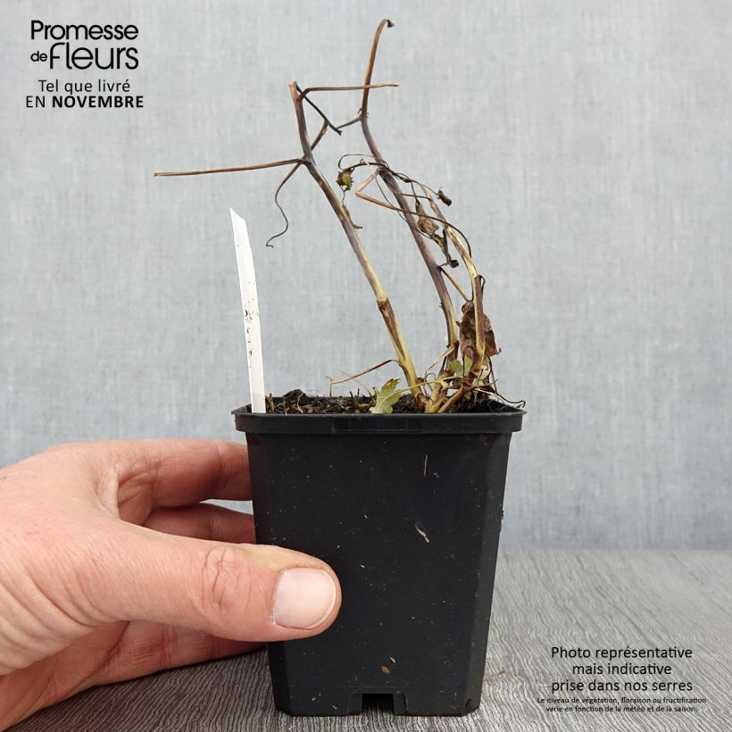 Esemplare di Macleaya cordata Flamingo Vasetto da 8/9 cm come consegnato in autunno