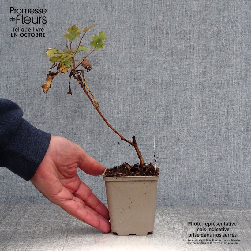 Esemplare di Macleaya microcarpa Spetchley Ruby Vasetto da 8/9 cm come consegnato in autunno