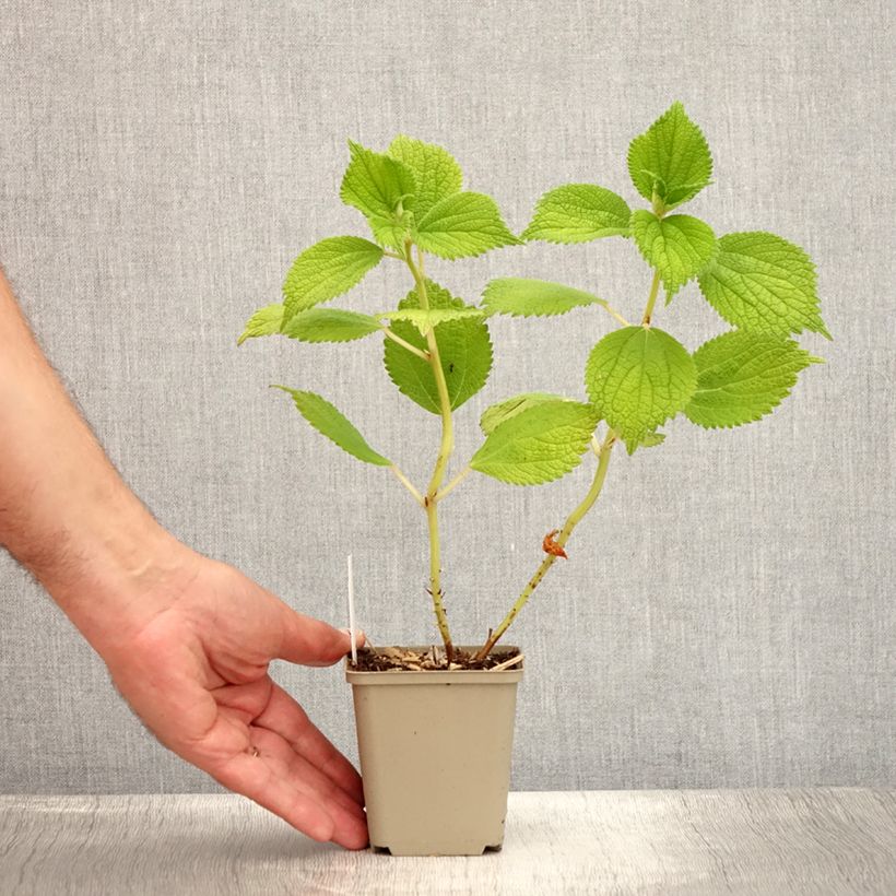 Esemplare di Boehmeria biloba Vasetto da 8/9 cm consegnato in estate