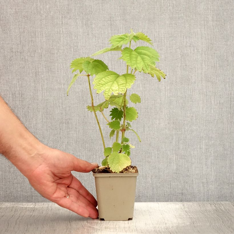 Esemplare di Boehmeria platanifolia Vasetto da 8/9 cm consegnato in estate