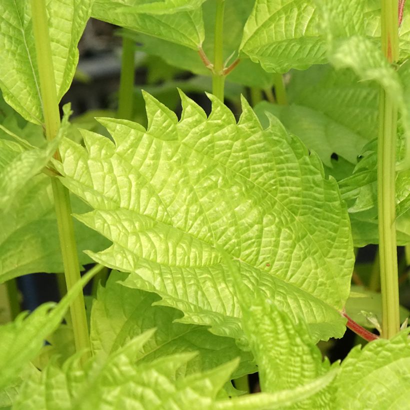Boehmeria sieboldiana (Fogliame)