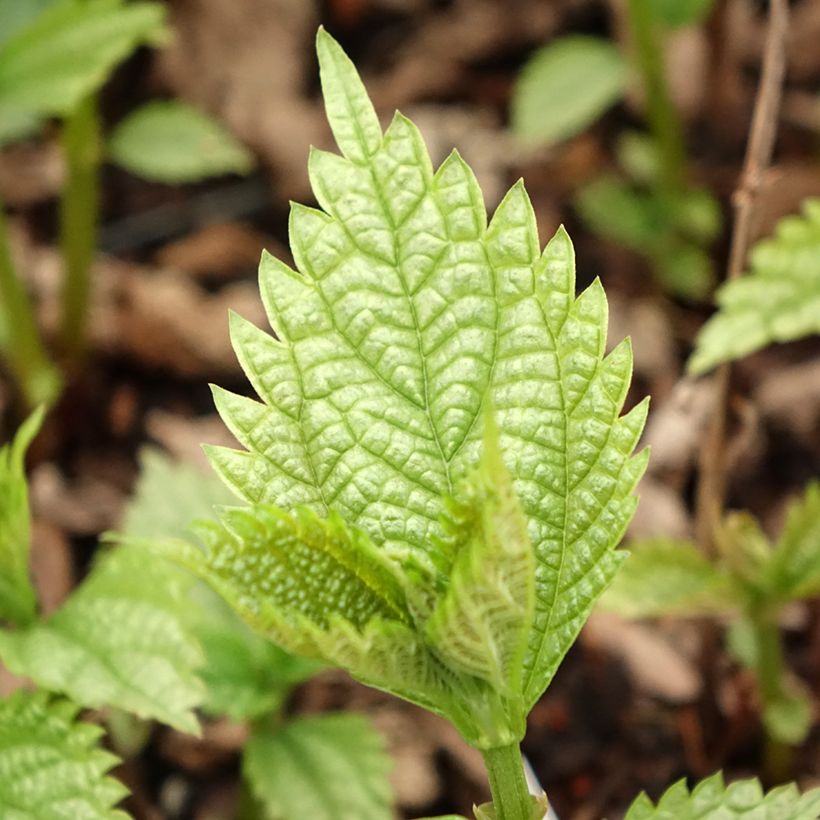 Boehmeria spicata (Fogliame)