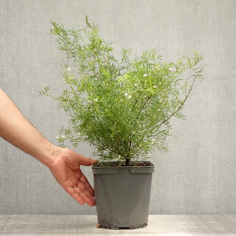 Esemplare di Boronia pinnata var. muelleri Vaso da 4L/5L consegnato in estate