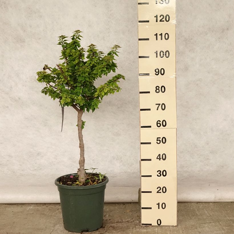 Esemplare di Bougainvillea Mini Thaï Vaso da 12L/15L consegnato in estate